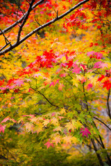 みたらい渓谷（奈良県吉野郡天川村）の紅葉