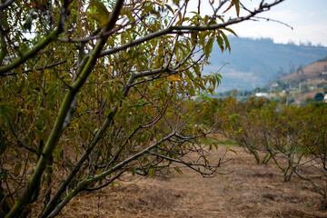 Flowered peach tree, peach blossom