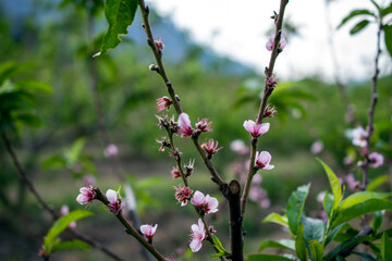 Flowered peach tree, peach blossom