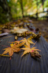 みたらい渓谷（奈良県吉野郡天川村）の紅葉