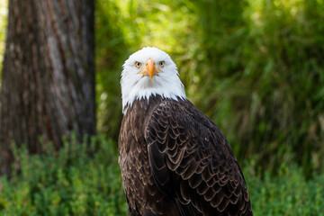 bald eagle, american eagle, full view