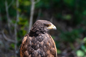 Buteo buteo, El busardo ratonero, ​​ ratonero común, ​ busardo euroasiático, ​ águila ratonera​ o aguililla