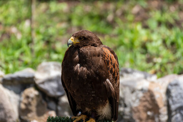 Buteo buteo, El busardo ratonero, ​​ ratonero común, ​ busardo euroasiático, ​ águila ratonera​ o aguililla