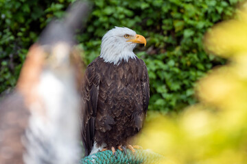 bald eagle, american eagle, full view