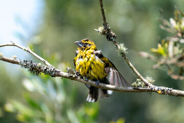 huiracchuro en una rama luego de un baño 
