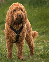 A red cockapoo dog standing attentively during a walk in the park watching events around him