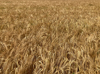 The field of crops is ripe for harvest. Field of cereals