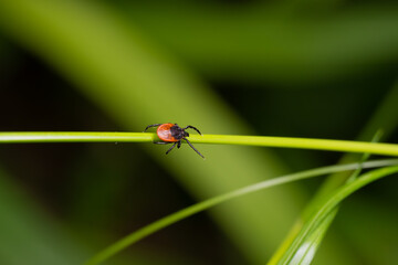 Close-Up of a Castor Bean Tick (Ixodes Ricinus) Crawling Over a Grass Straw in Nature