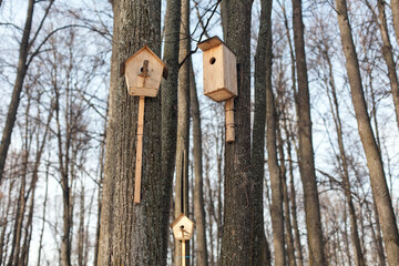 Bird feeders hang on a tree in winter in the park.