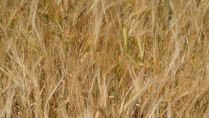 golden wheat field in summer