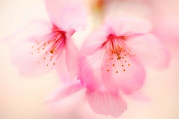 Fototapeta na wymiar 淡い桜色
