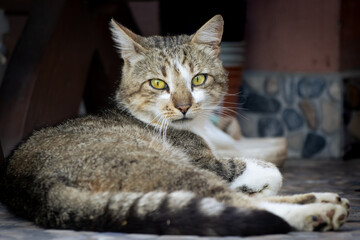 Cat lying on the porch