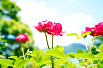 箱根の庭園の花