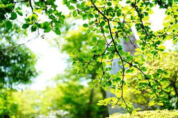 箱根の庭園の花