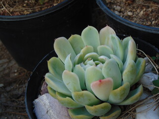 suculenta verde