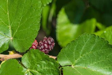 Close up of partly unripe raspberries hanging on the branch