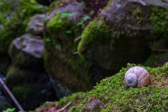 Close-up of an empty snail shell lying on moss in the forest