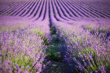 Naklejka na ściany i meble Lavender field in summer. Lavender flowers grow in stripes.