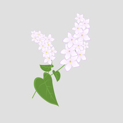 Buckwheat isolated on white background. Vector illustration of wild flower and herb in cartoon flat style. 