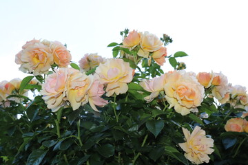 Rosen im Abendlicht. Rosenstock.