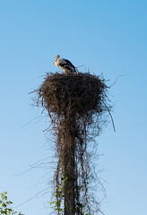 stork nest against the blue sky