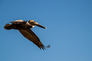 Brown pelican (Pelecanus occidentalis) in flight over the port of Holbox Island in the Mexican state of Quintana Roo, Yucatán Peninsula, Gulf Coast of México.