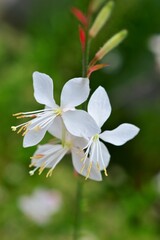 ガウラ　ハクチョウソウ（白蝶草）