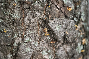 tree bark close-up macro