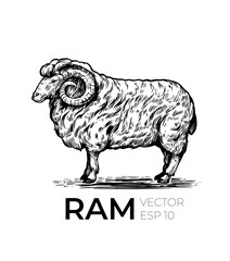 Sheep illustration. Vector hand drawn sketch. Wool