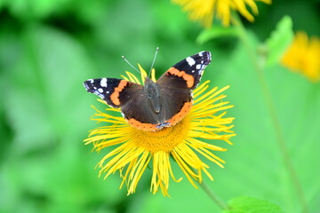 butterfly on a flower orange black