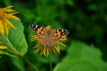butterfly on flower