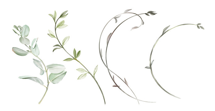 Watercolor branches set. Curved and round shapes. Big collection of hand painted botanical illustrations isolated on white. Abstract transparent collection