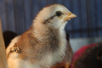 chicken on a farm