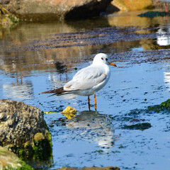 black headed gull