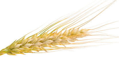 spikelet of wheat isolated