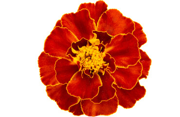 marigold isolated