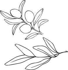 Vector olive set. Olives and leaves drawn with a line on a white background. Olive branch sketch. Olive leaf. Line art. Elements for postcards. Olive little. Cosmetics. 