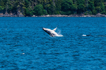 Fototapeta na wymiar A young Humpback Whale and companion frolicking in Auke Bay on the outskirts of Juneau, Alaska in summertime