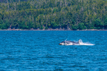 A young Humpback Whale splashes down into the water in Auke Bay on the outskirts of Juneau, Alaska in summertime