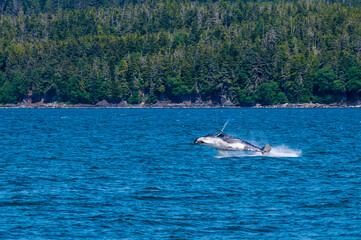 A young Humpback Whale horizontal out of the water in Auke Bay on the outskirts of Juneau, Alaska in summertime