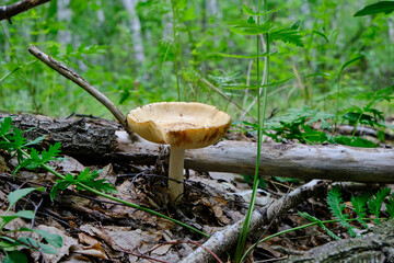 Mushroom in forest background green grass.
