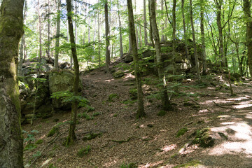 rocks and big stones in the forest of luxembourg