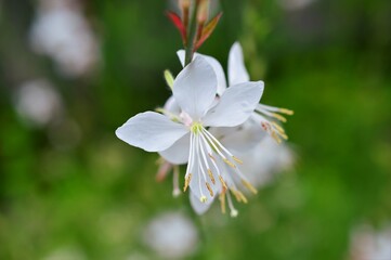 ガウラ　ハクチョウソウ（白蝶草）