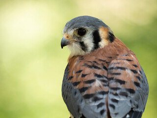 close-up portrait of an american kestrel