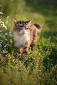 Photo of a domestic tabby cat in a summer garden.