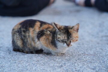 인왕산 고양이 cat