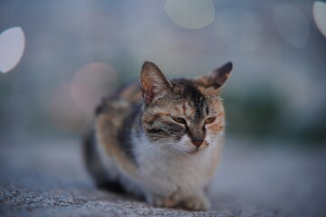 인왕산 고양이 cat