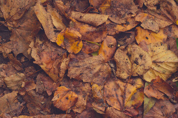 Autumn leaves background