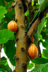 Orange color raw cocoa beans hanging on cacao tree in the forest