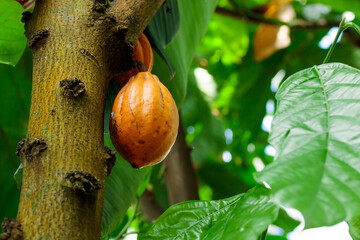 Orange color raw cocoa bean hanging on cacao tree in the forest
